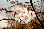 春雨桃花艳