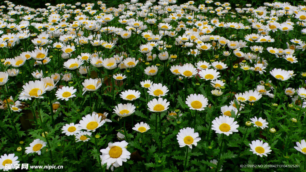 小菊花