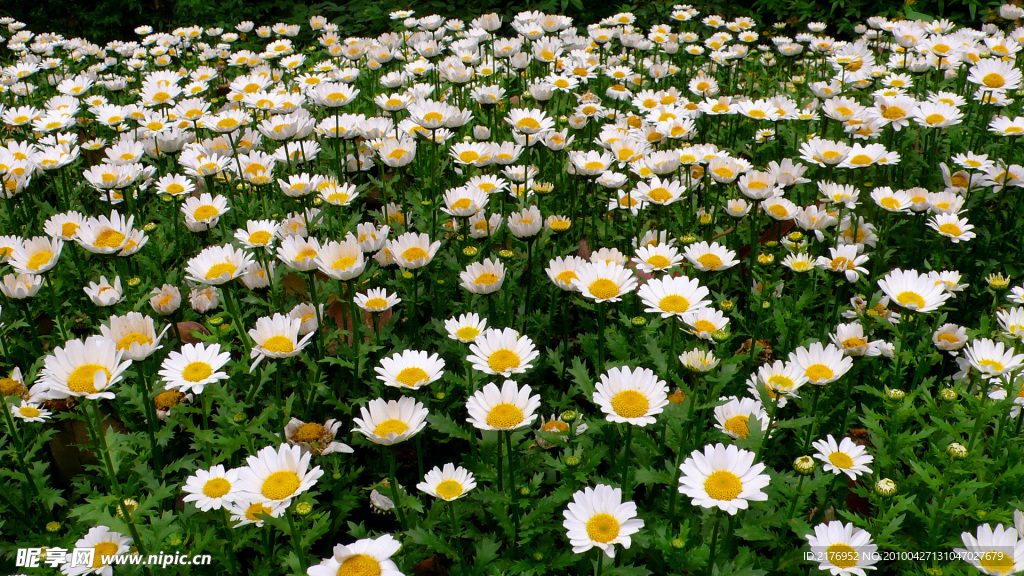 小菊花