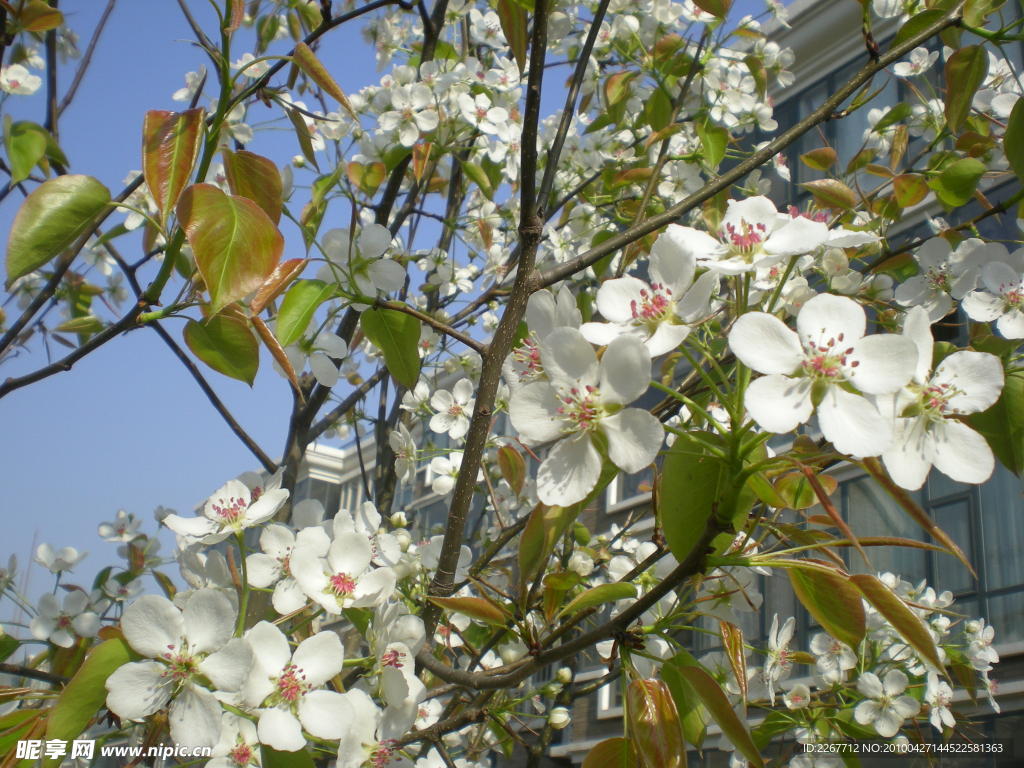 花枝俏