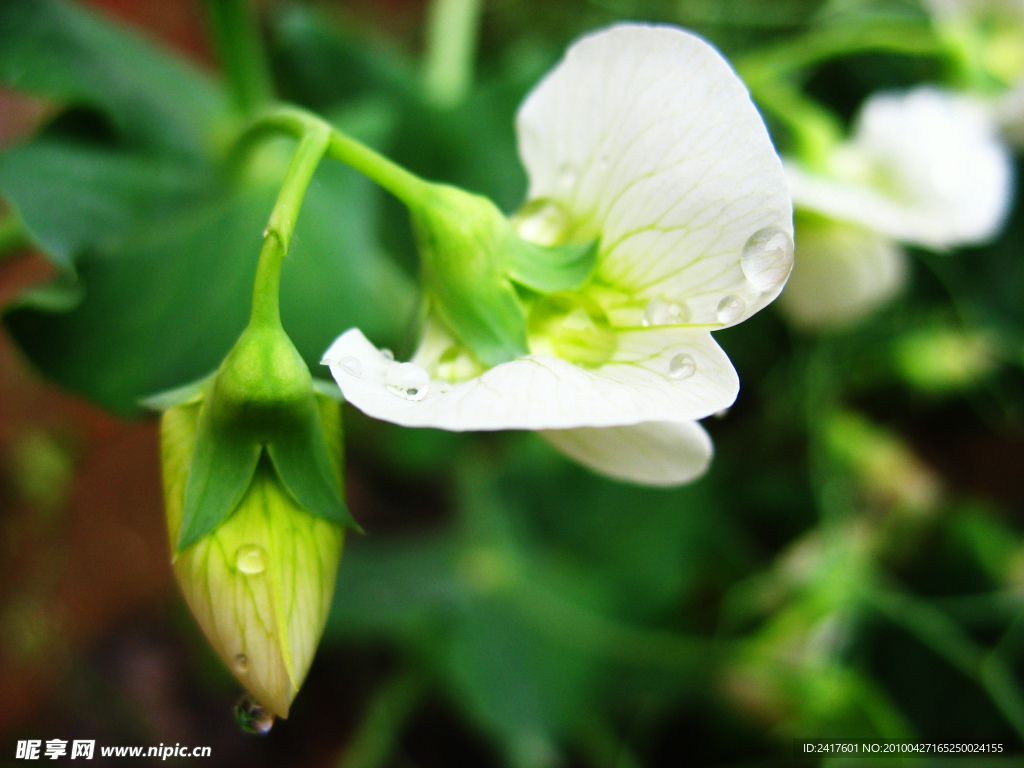 春雨中的洁白的白菜花