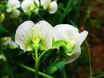 雨后的白菜花和水滴