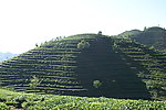 茶叶基地