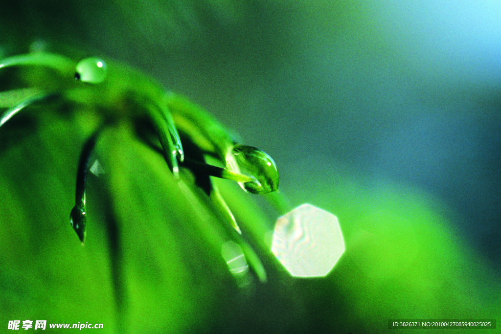 绿植水滴