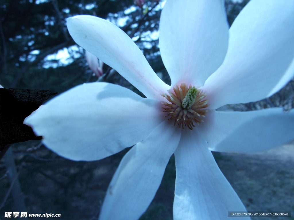 玉兰花蕊