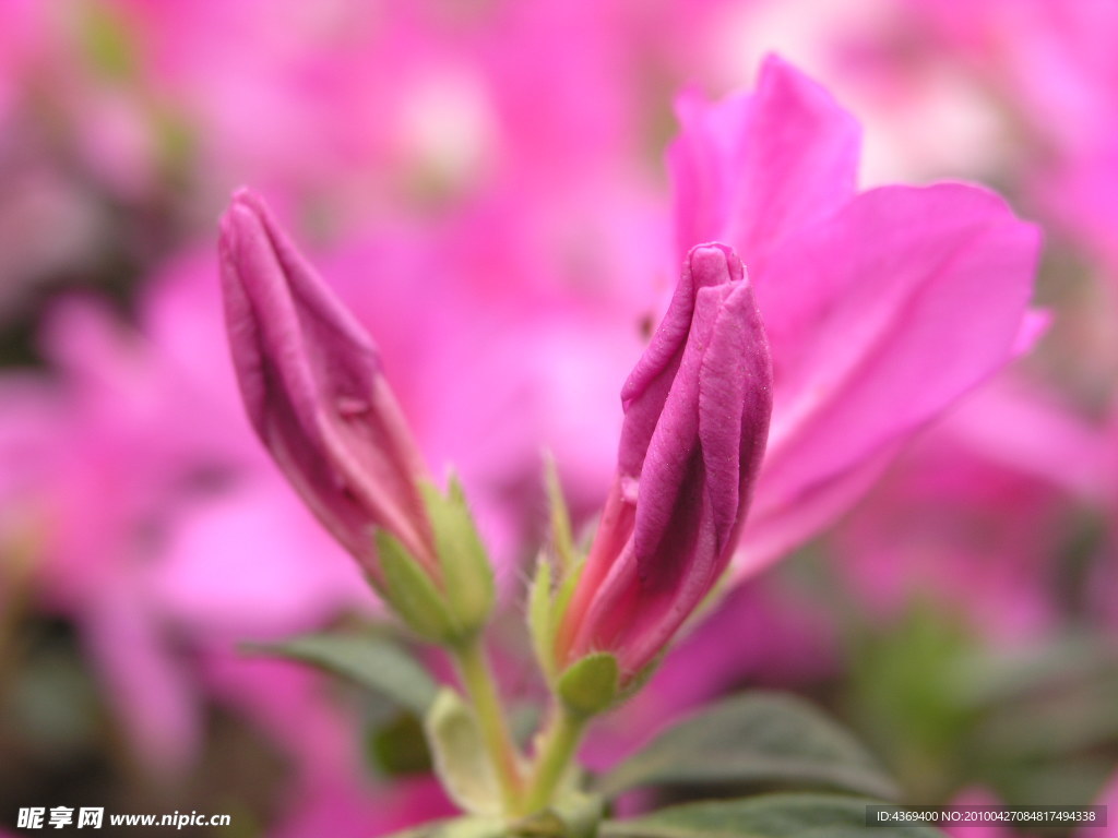 杜鹃花