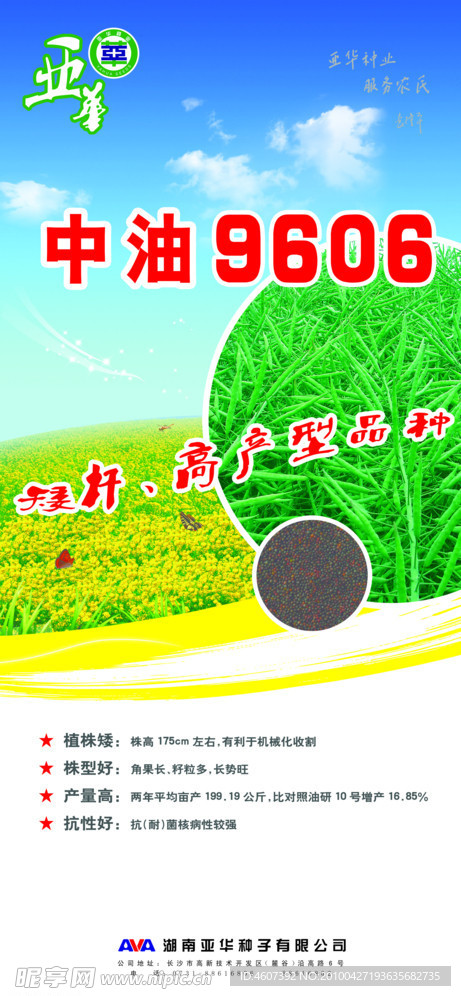 油菜画
