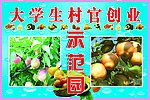 大学生村官创业