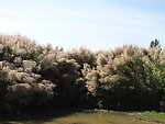 芦苇