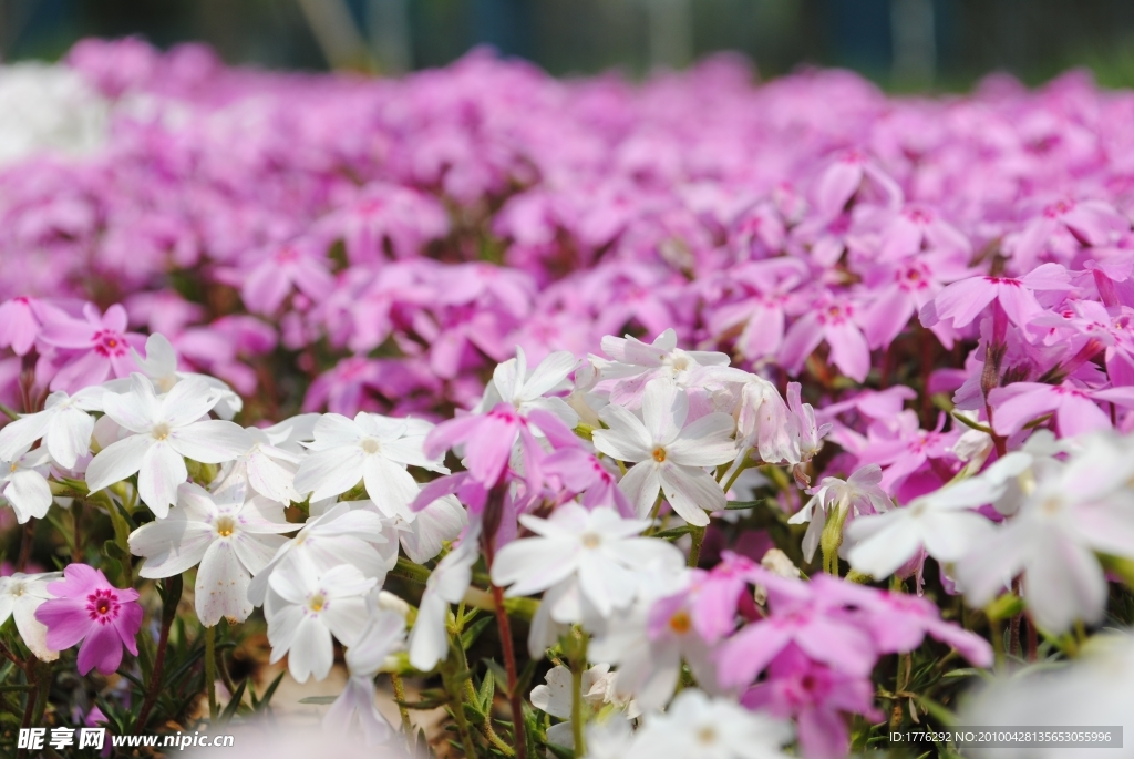 小花