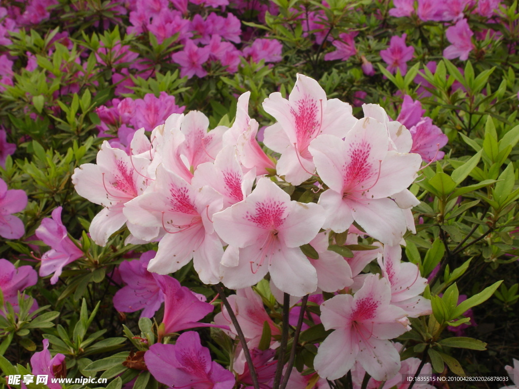 杜鹃花