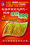 水稻种子 瑞优399