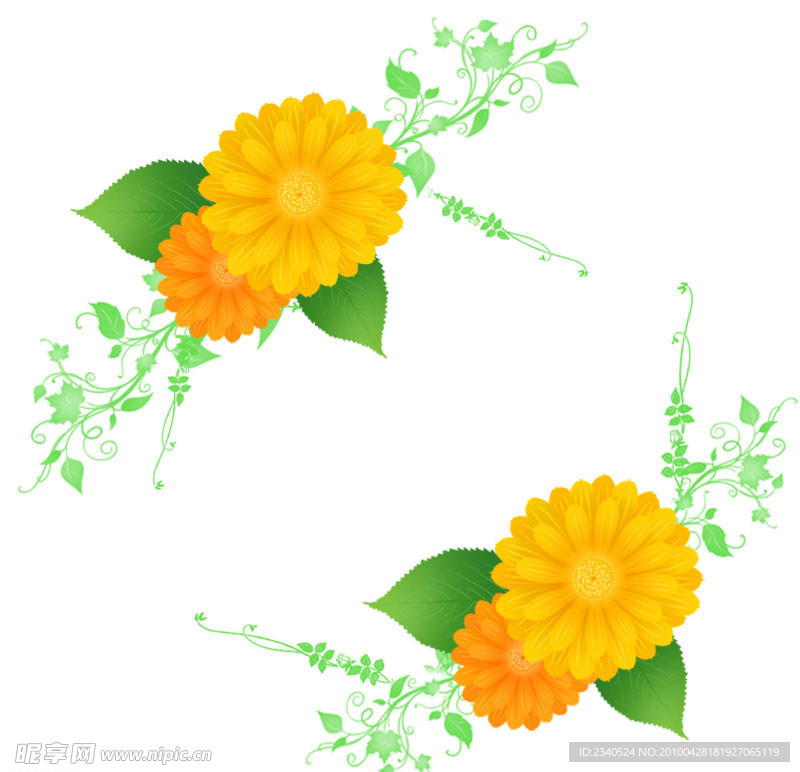 菊花