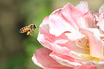 蜂舞花间