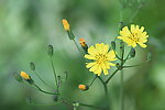 野菊花