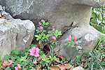 杜鹃花