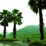 风景 海 树 旅游 雨天