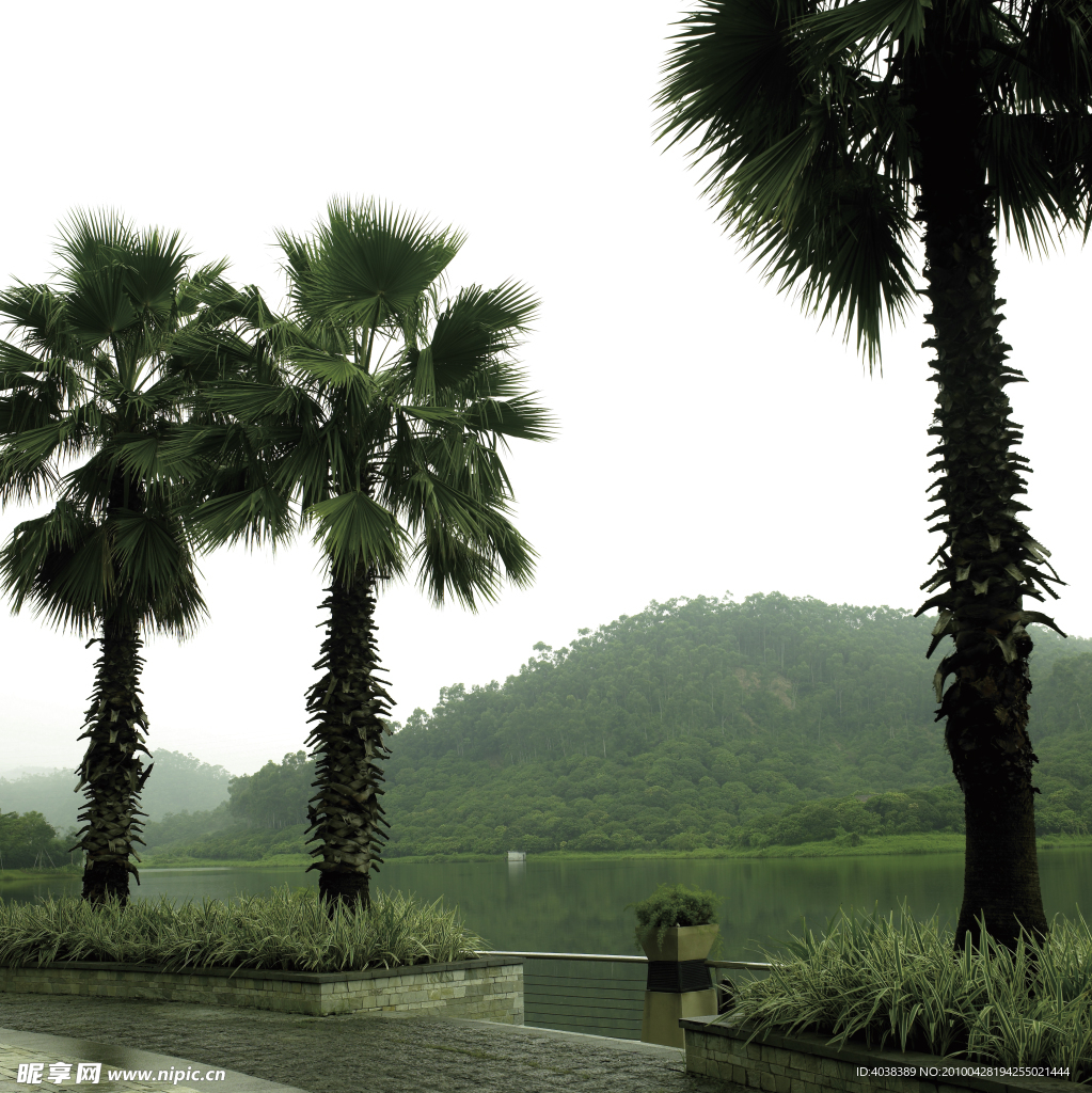 风景 海 树 旅游 雨天