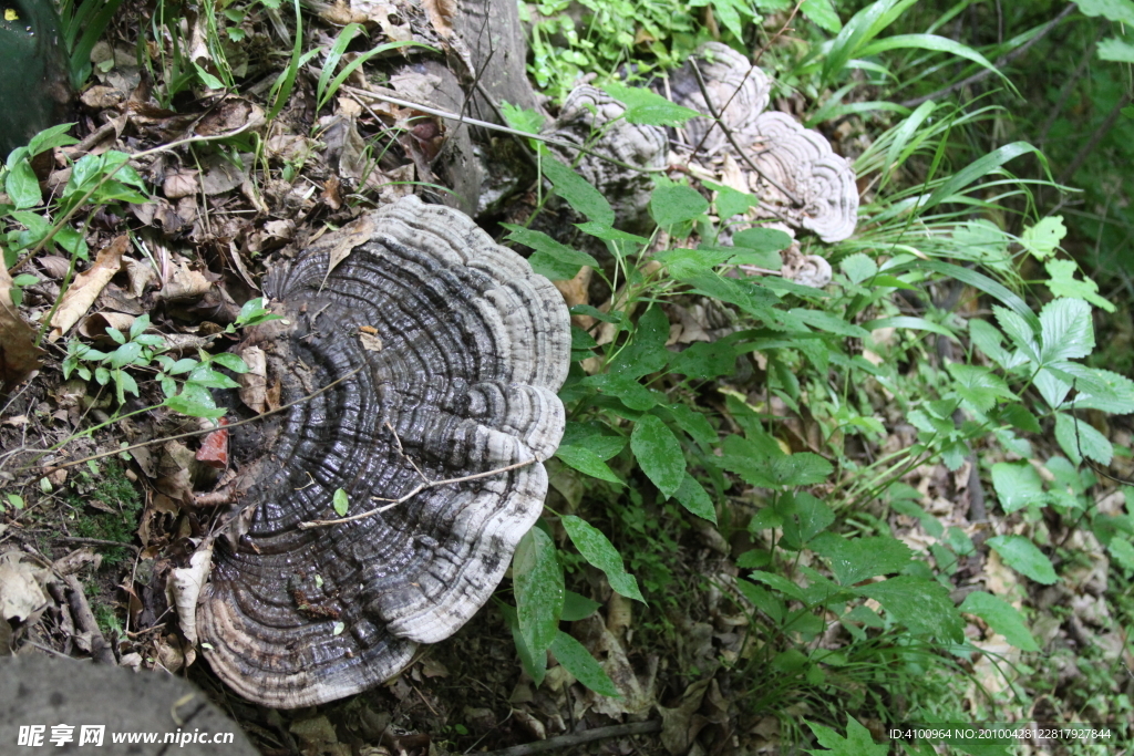 野生树灵芝