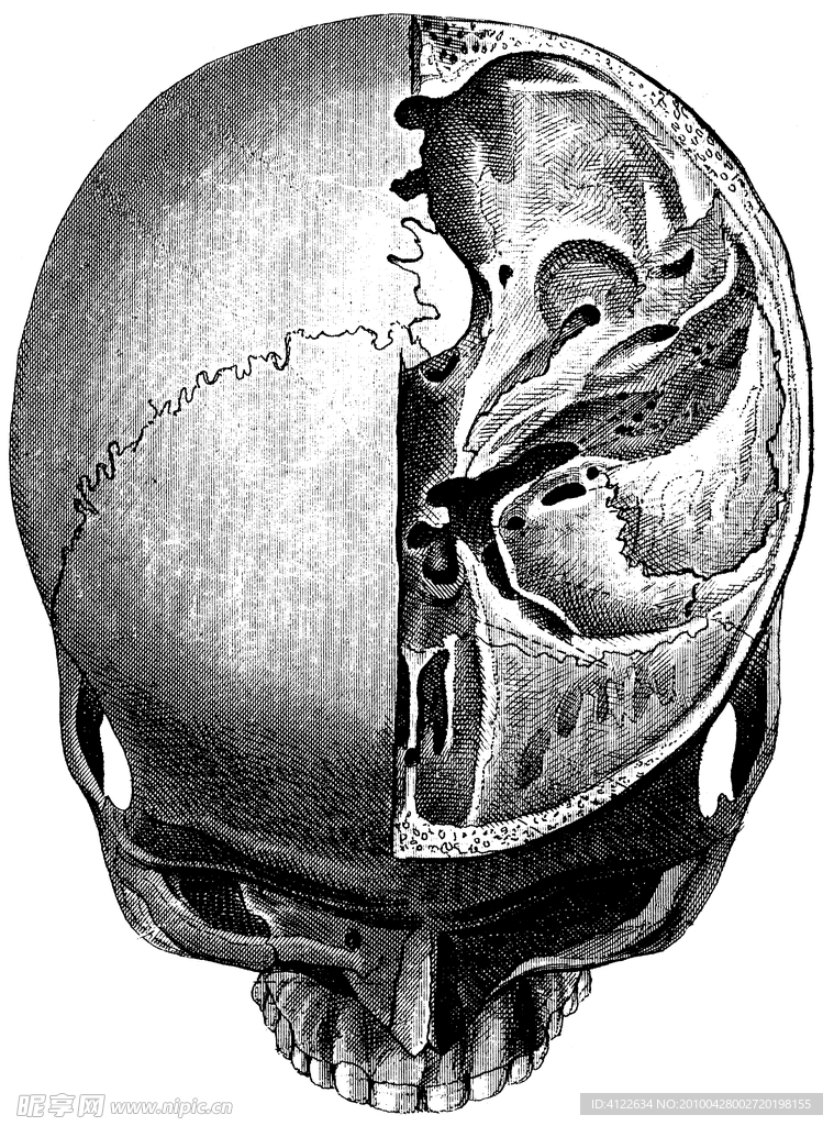 头盖骨切片内部结构