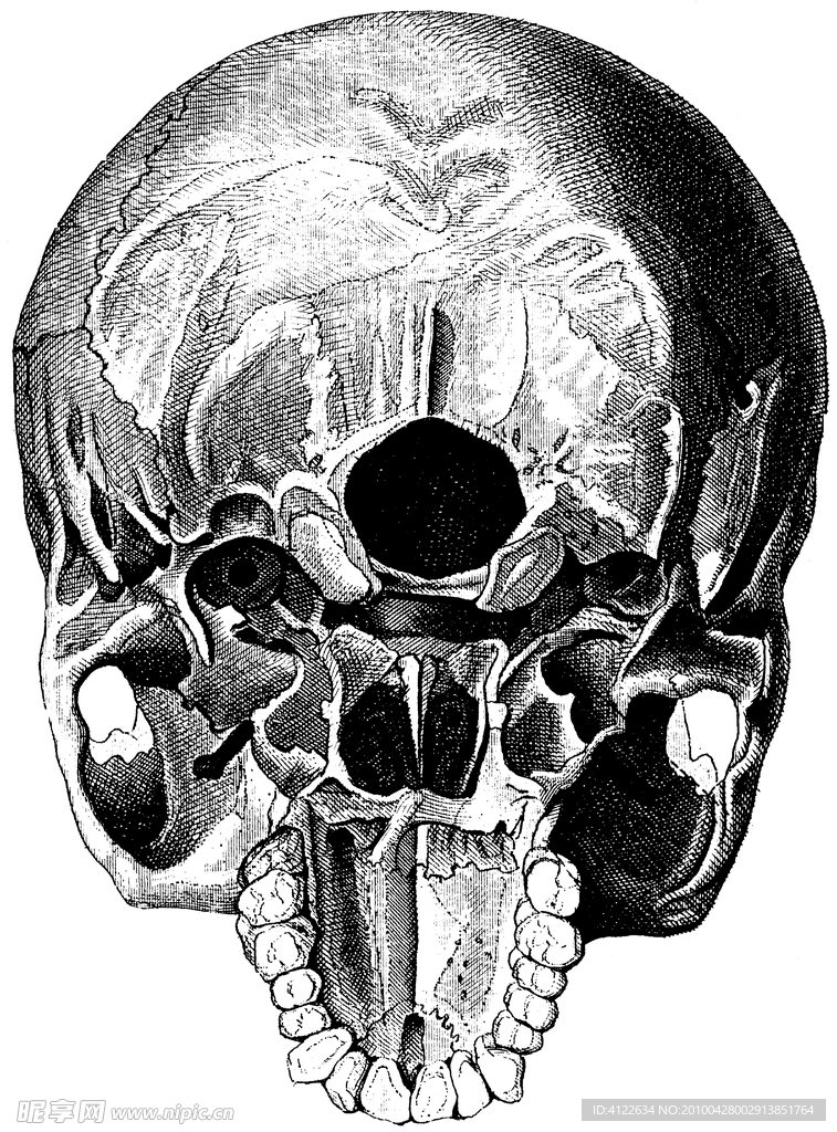 头骨内部结构