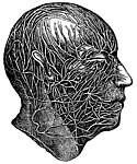人体头部血管神经网