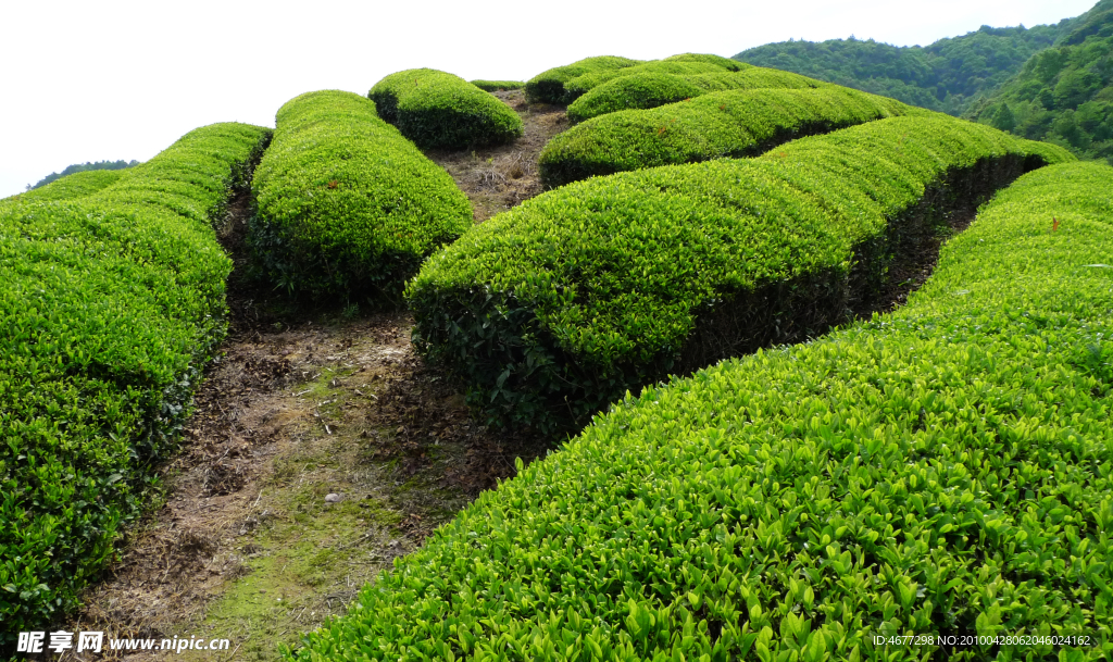金谷村茶山