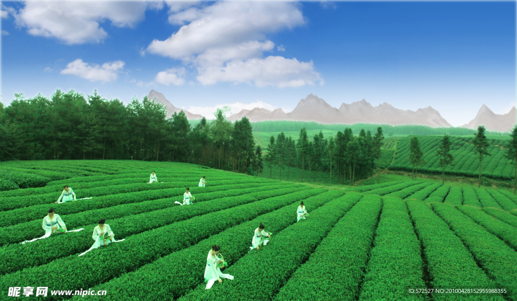 茶海