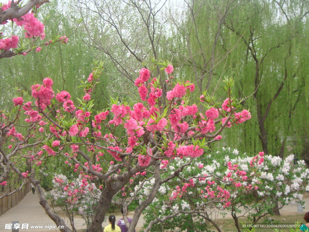 花的世界