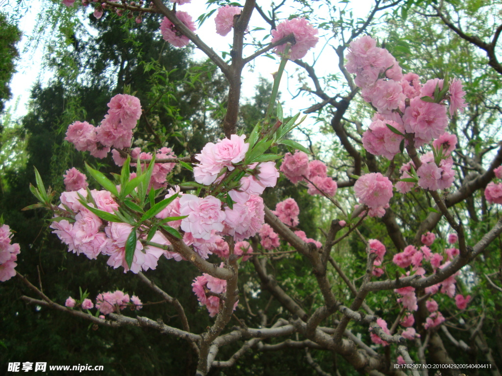 花的世界