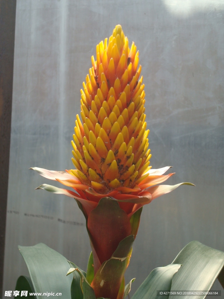 花朵侧面