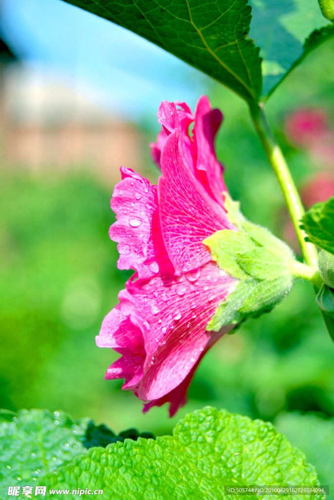 绽放 中的 花 红色花