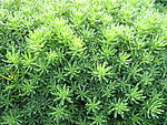 绿色植物
