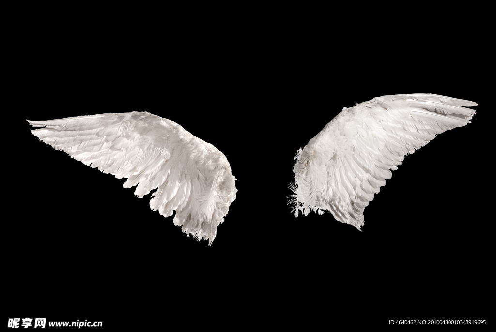 鸟类翅膀 翅膀照片 天使之翼