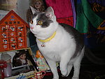 小猫