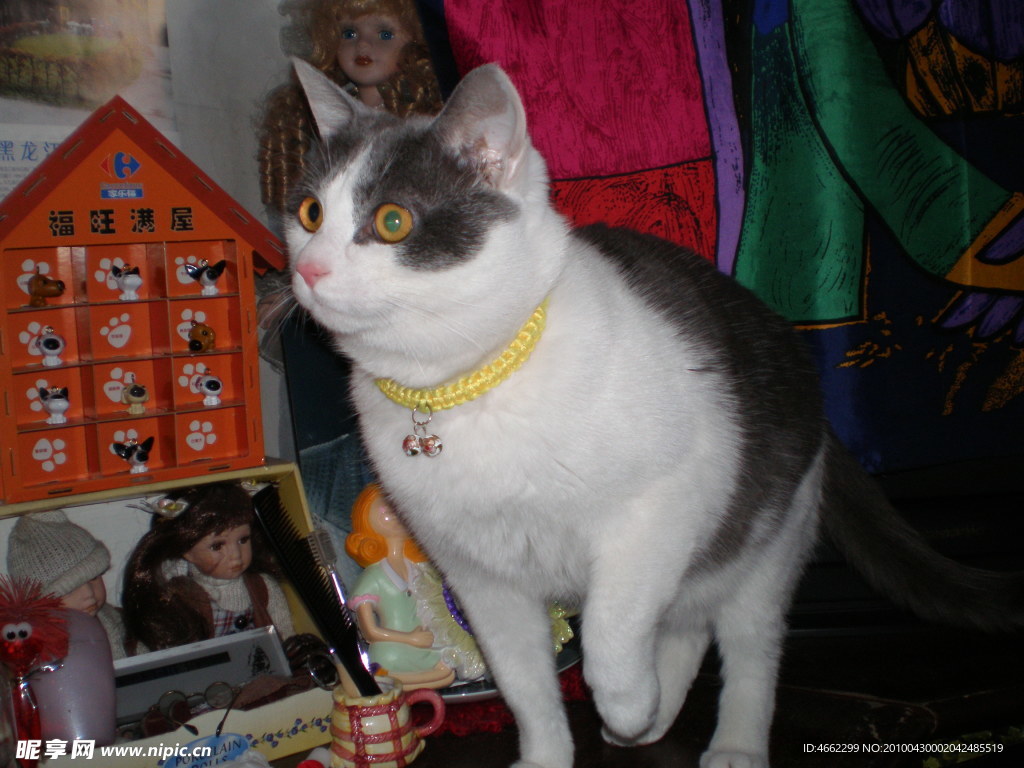小猫