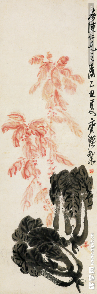 大白菜
