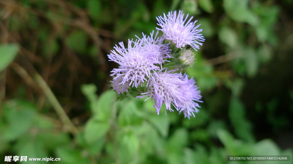 小花