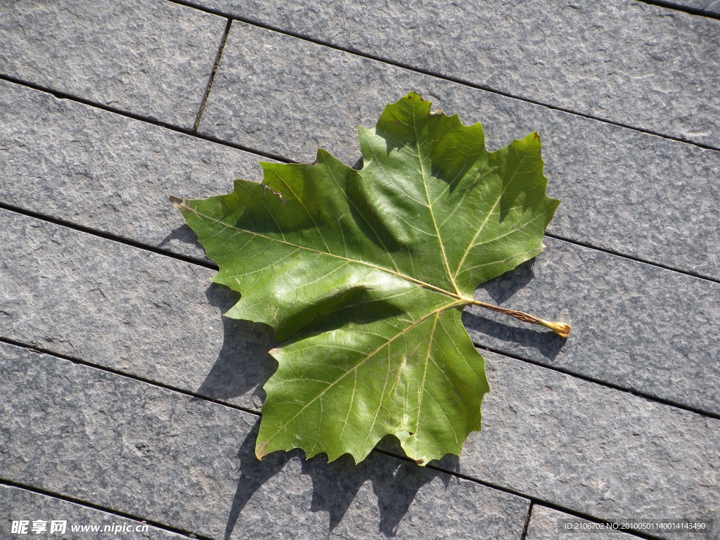 枫树叶