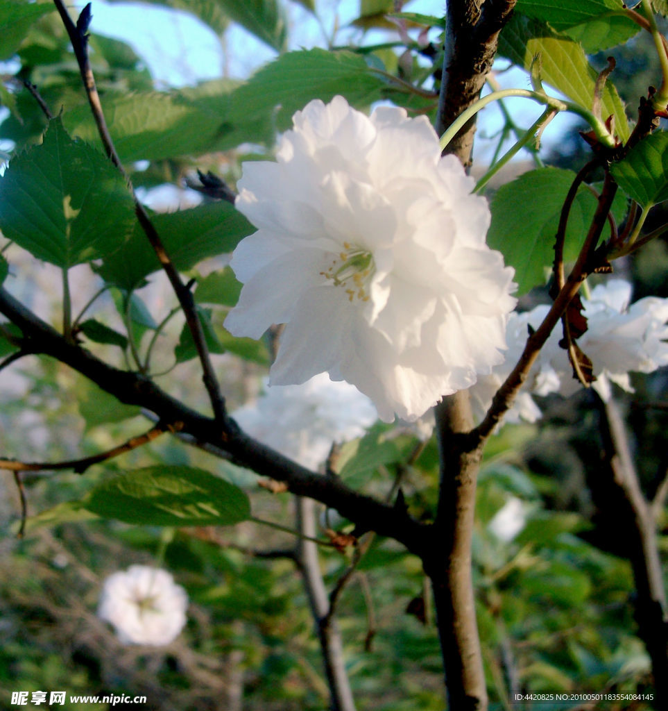 樱花