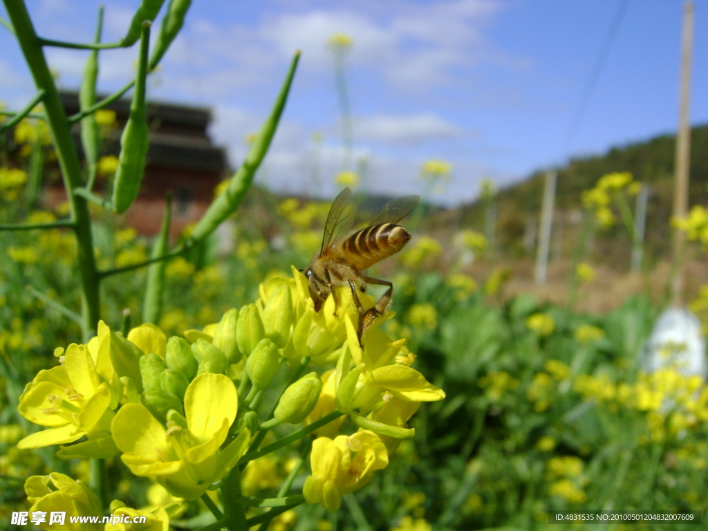 油菜花