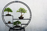 传统花架林木园艺