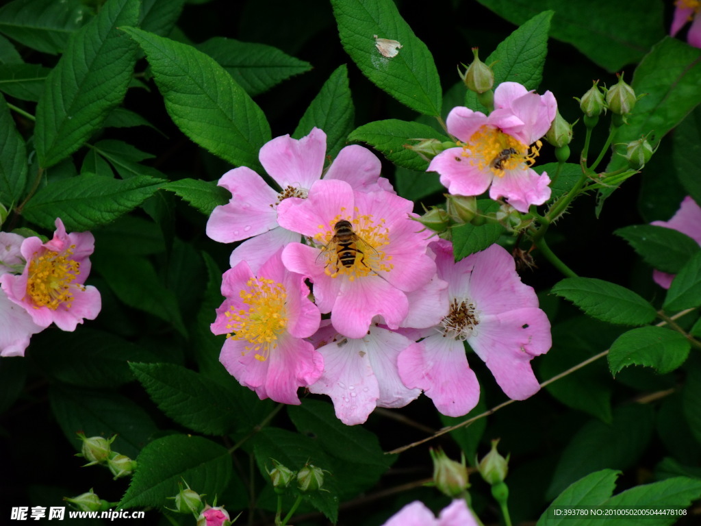 蜂恋花