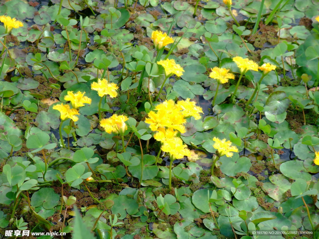 水中小花