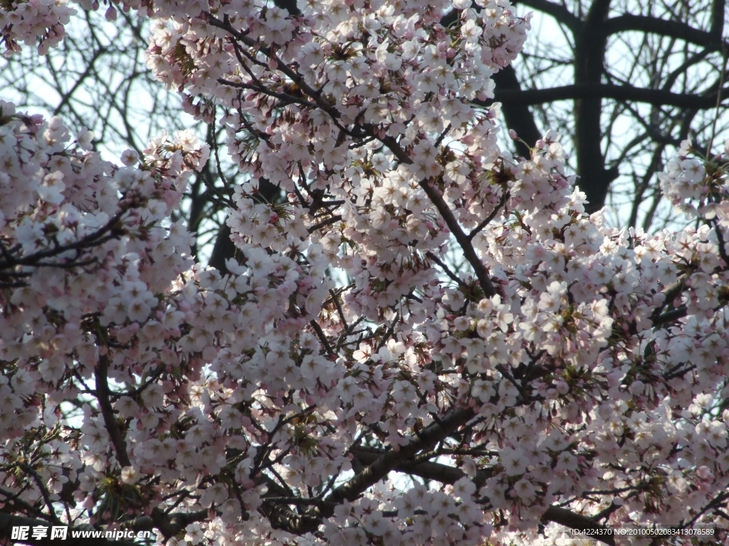 樱花