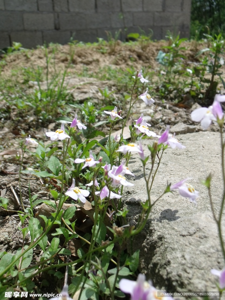 野花