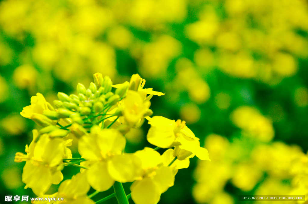 油菜花开