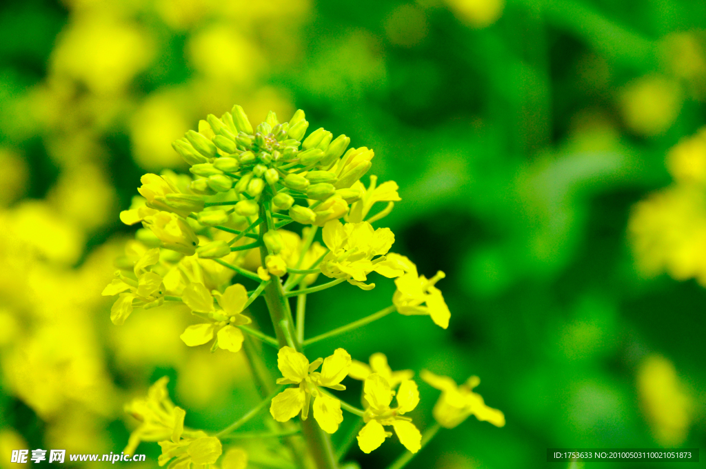 油菜花开