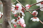 辛勤的蜜蜂