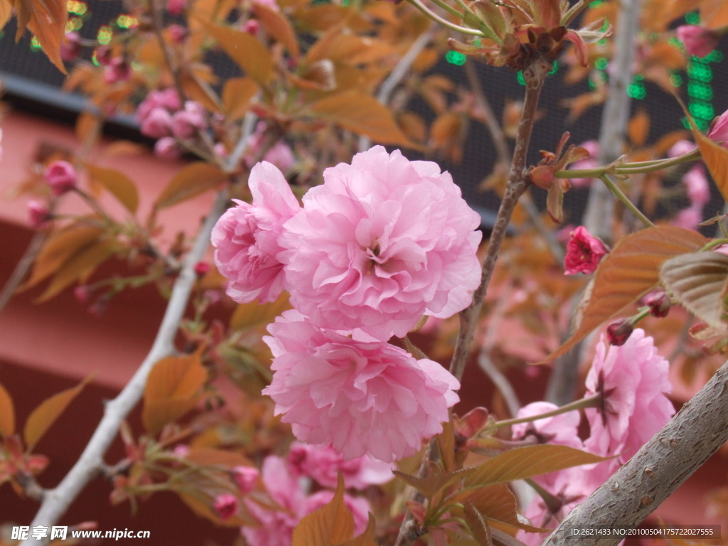 粉红回忆（樱花）